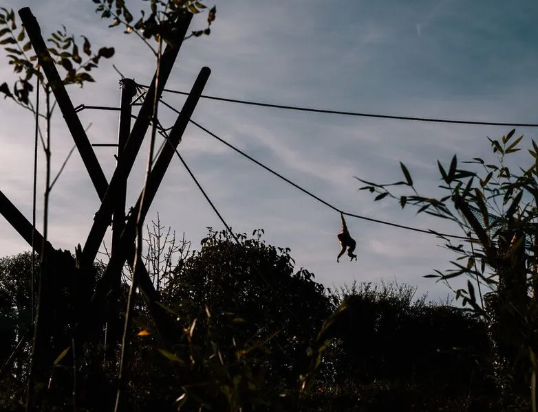 Silhouette of a small monkey hanging from a cable between trees against a dusky sky