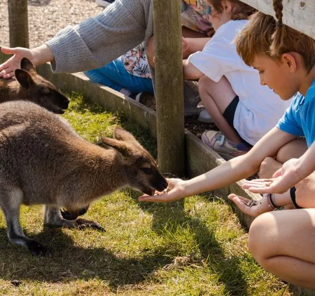 Children feeding wallabies through a fence at an outdoor animal park