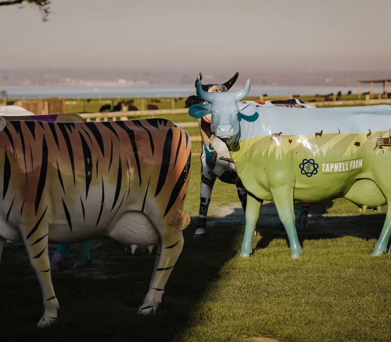 Painted cow sculptures on a grassy field, including a blue and green cow with “Tapnell Farm” branding and a tiger-striped cow in the foreground.