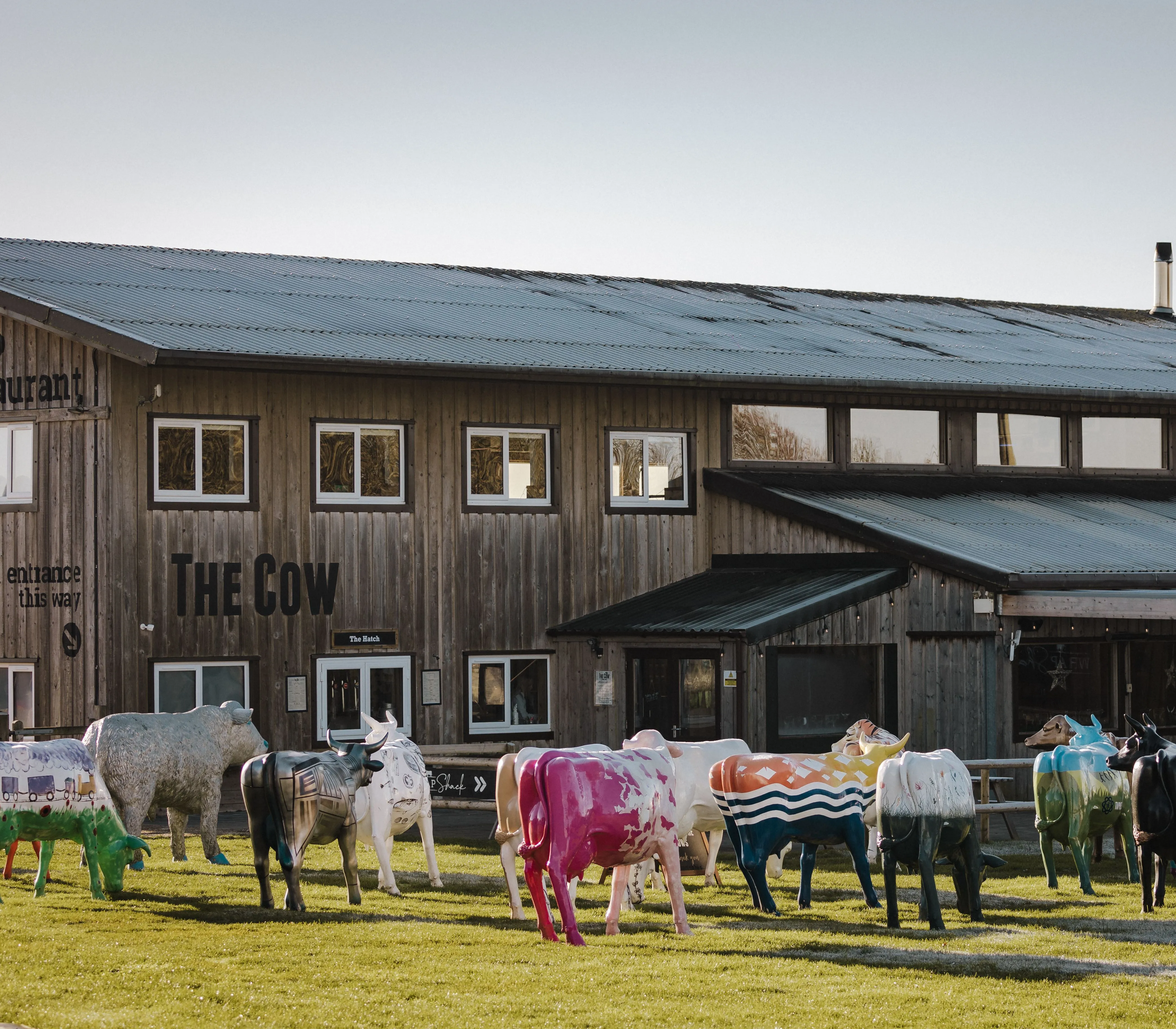 Colourful cow sculptures on grass outside The Cow restaurant barn