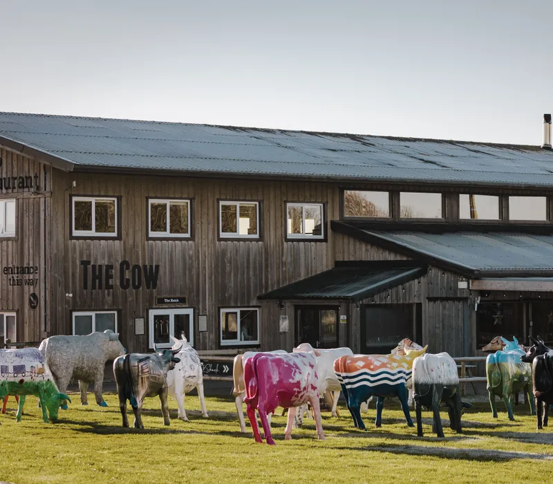 Colourful cow sculptures on grass outside The Cow restaurant barn