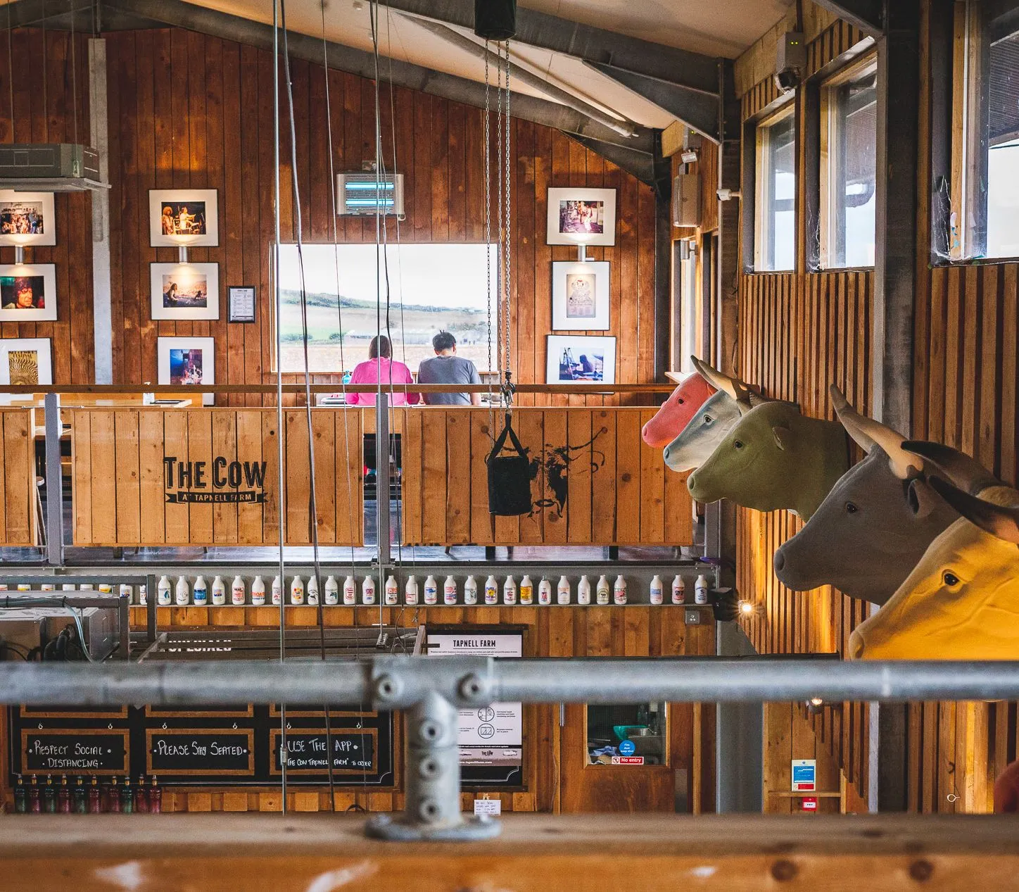 Interior of The Cow at Tapnell Farm with wooden walls, hanging lights and colourful cow head sculptures