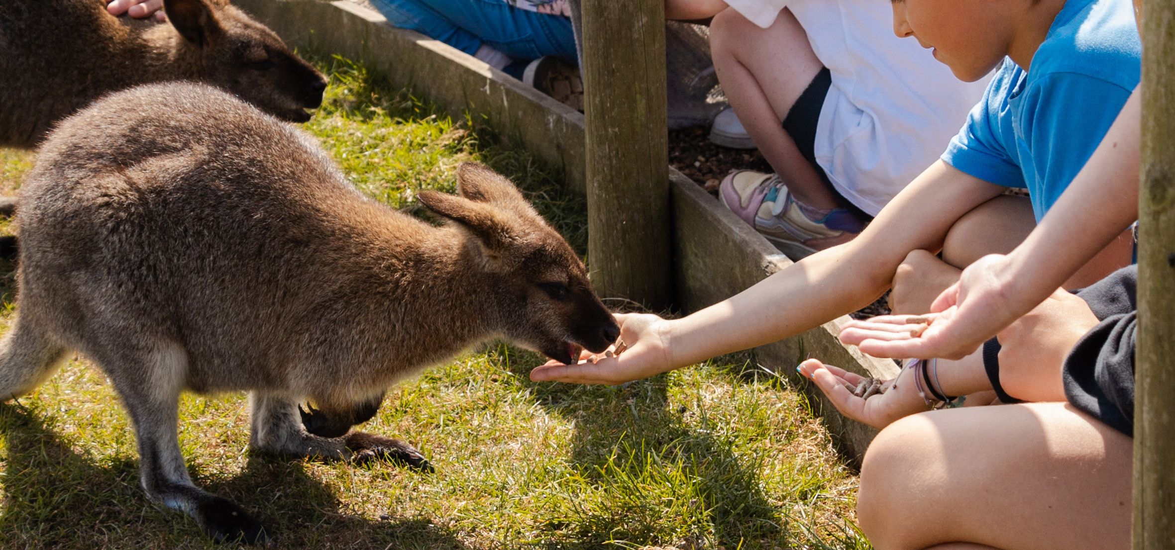 Children hand-feeding a wallaby at a farm park animal enclosure