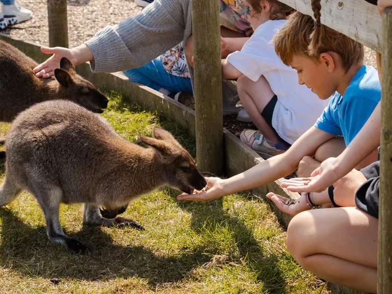 Children feeding a wallaby by hand at a farm park