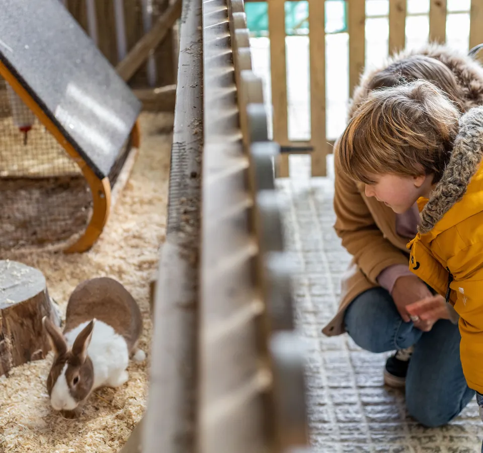 Child in a yellow winter coat watching a rabbit in a farm park enclosure