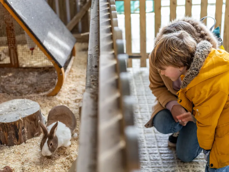 Child in a yellow winter coat watching a rabbit in a farm park enclosure