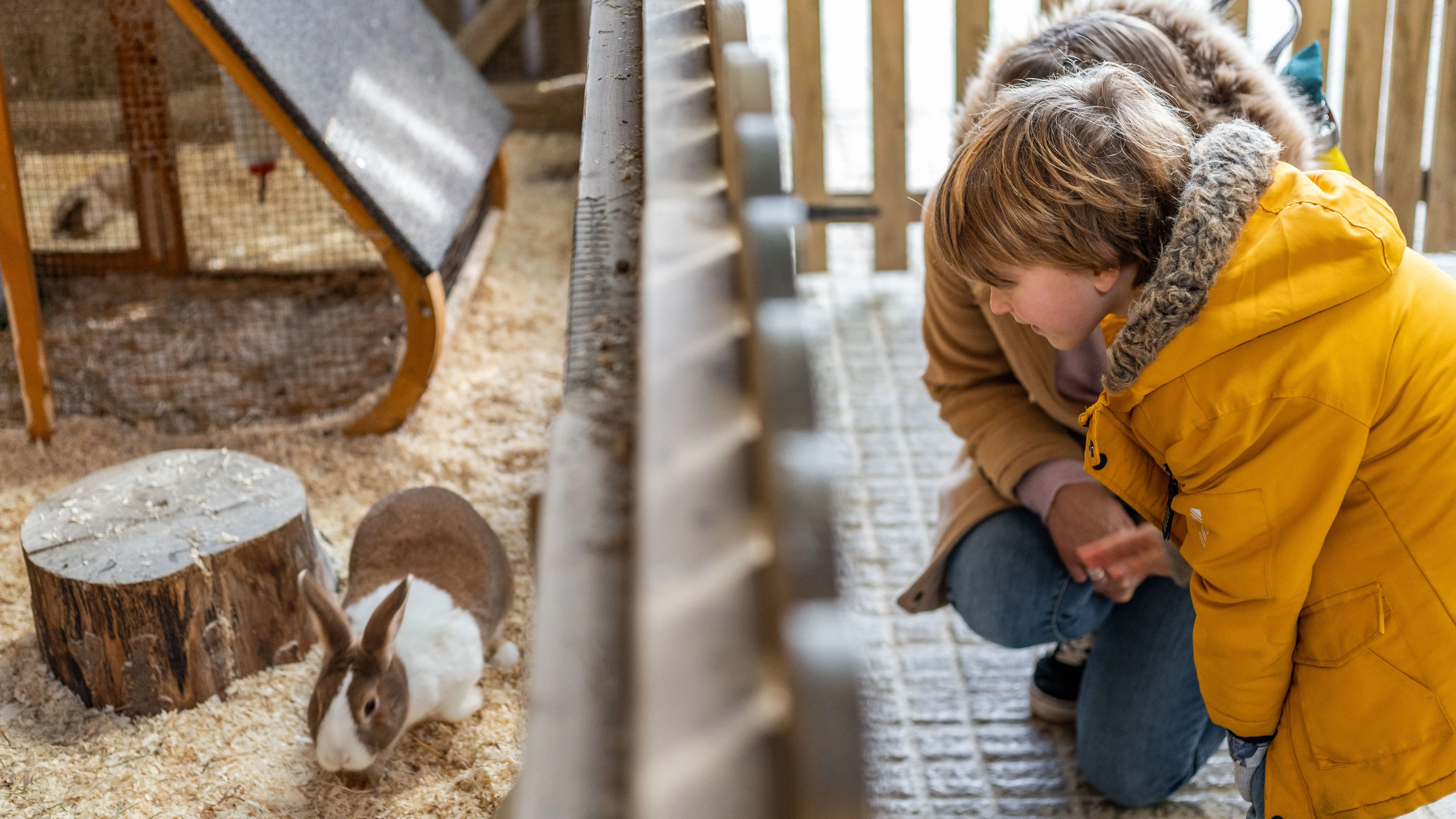 Child in a yellow winter coat watching a rabbit in a farm park enclosure