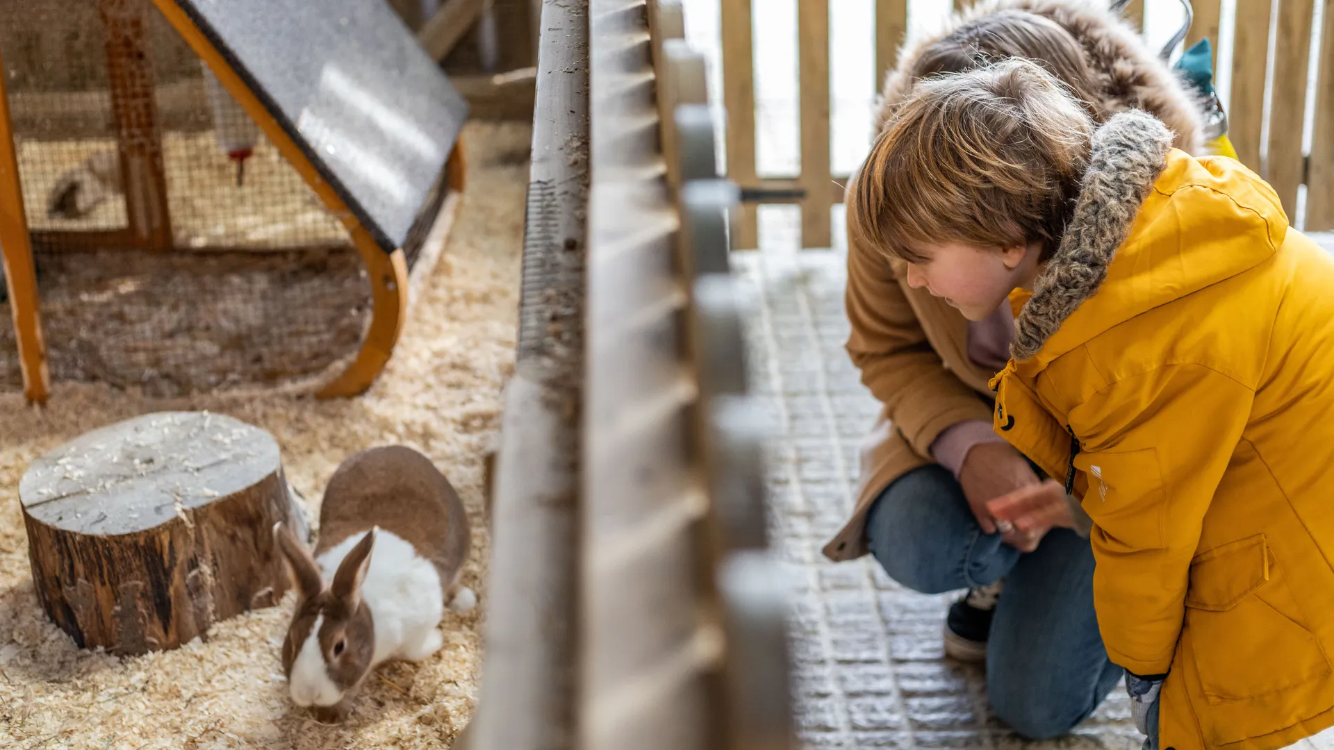 Child in a yellow winter coat watching a rabbit in a farm park enclosure