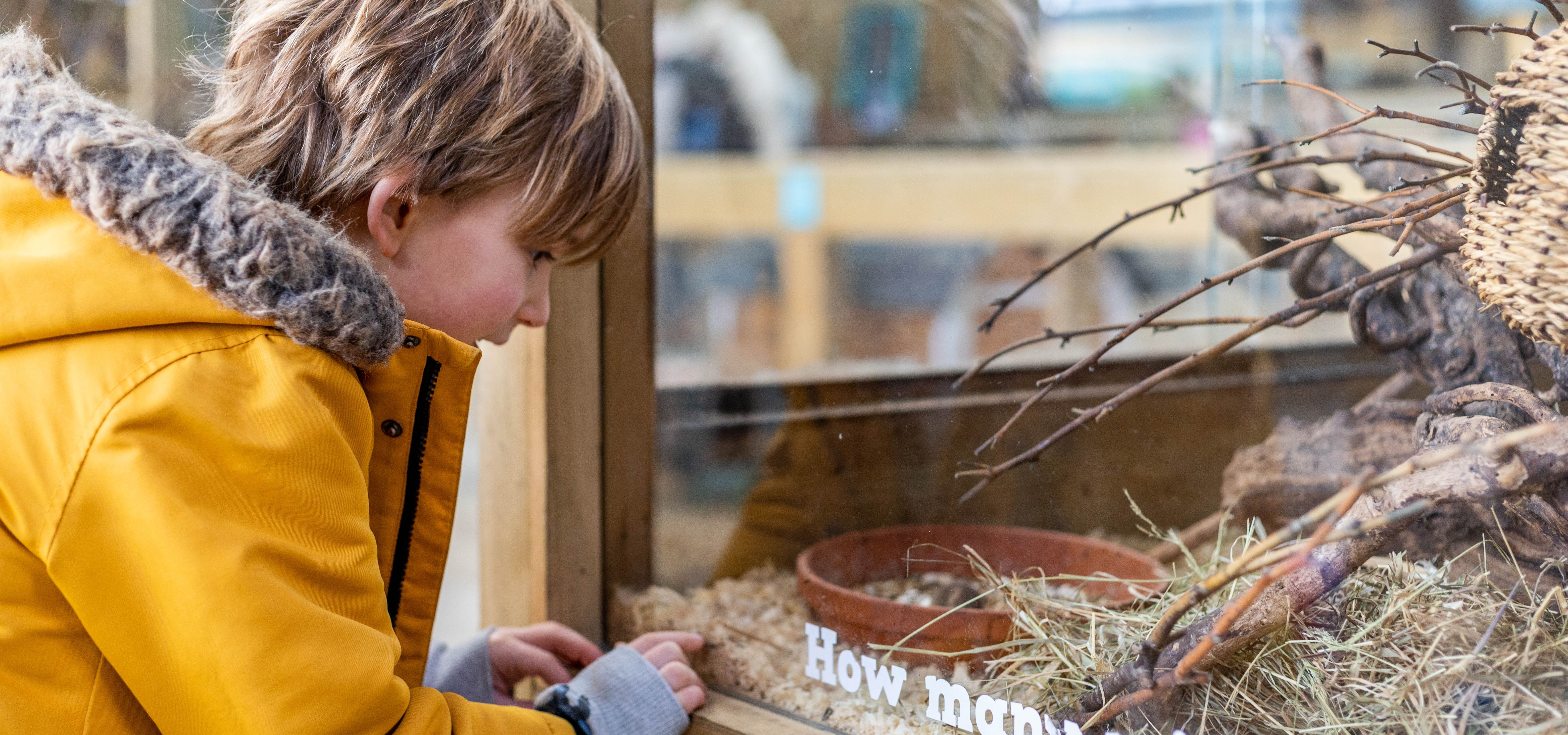 Child in a yellow coat looking into a farm park animal enclosure with straw and branches