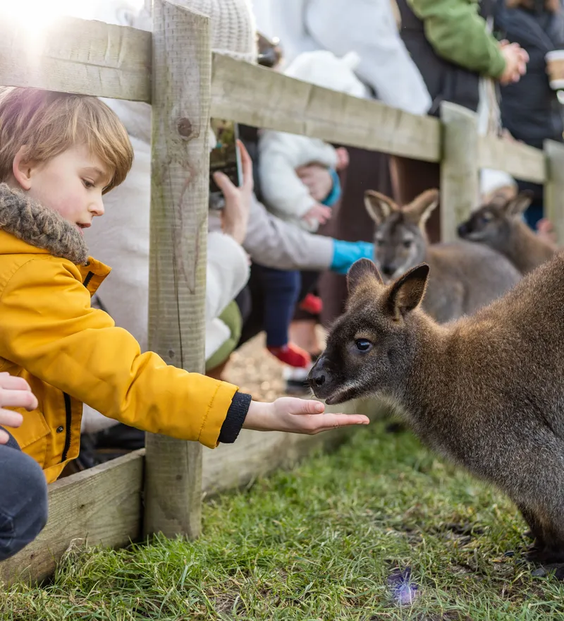 Young child in a yellow coat feeding a wallaby over a wooden fence at a farm park in winter