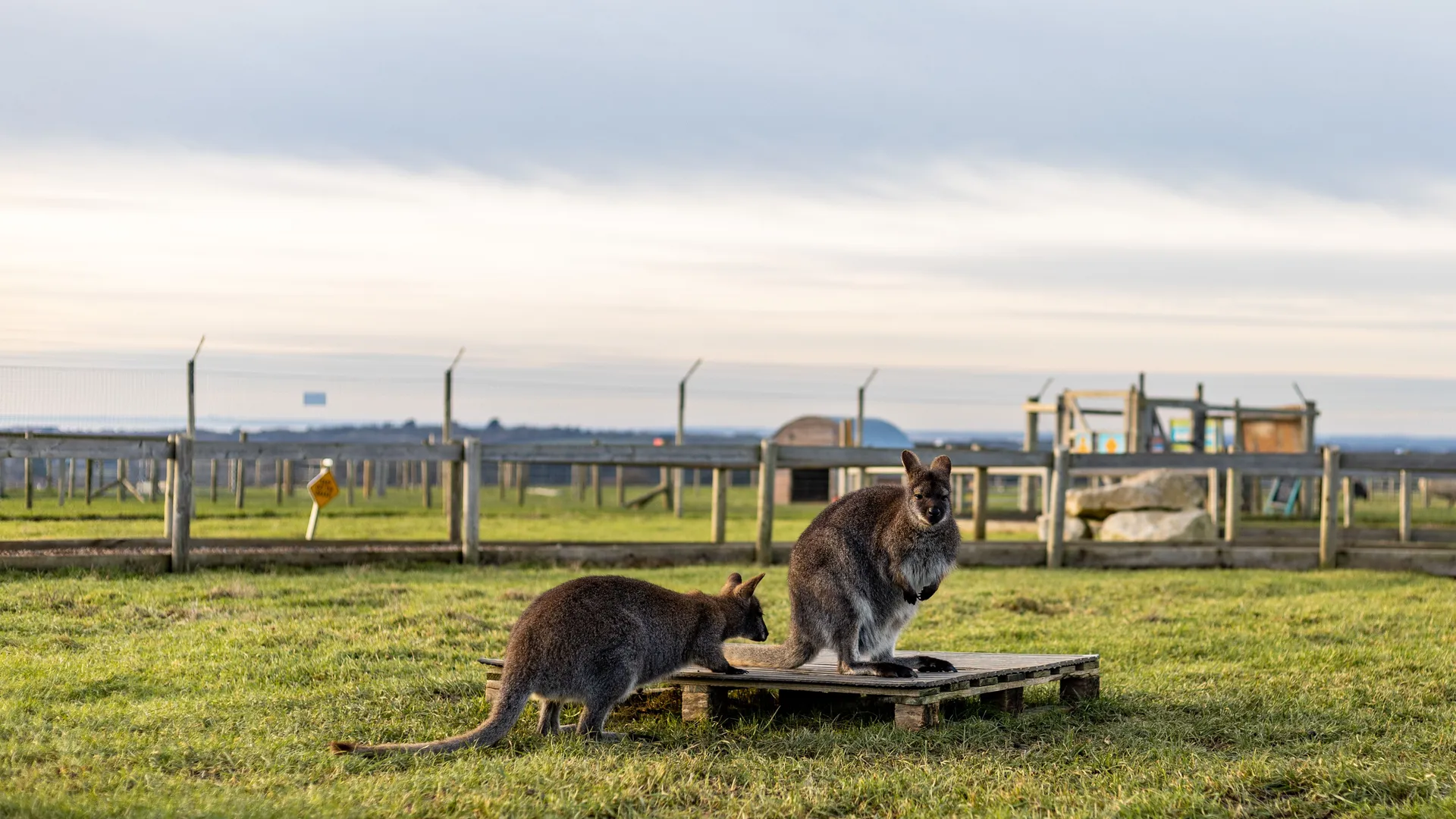 Two wallabies on a wooden platform in a grassy farm park enclosure under a cloudy winter sky