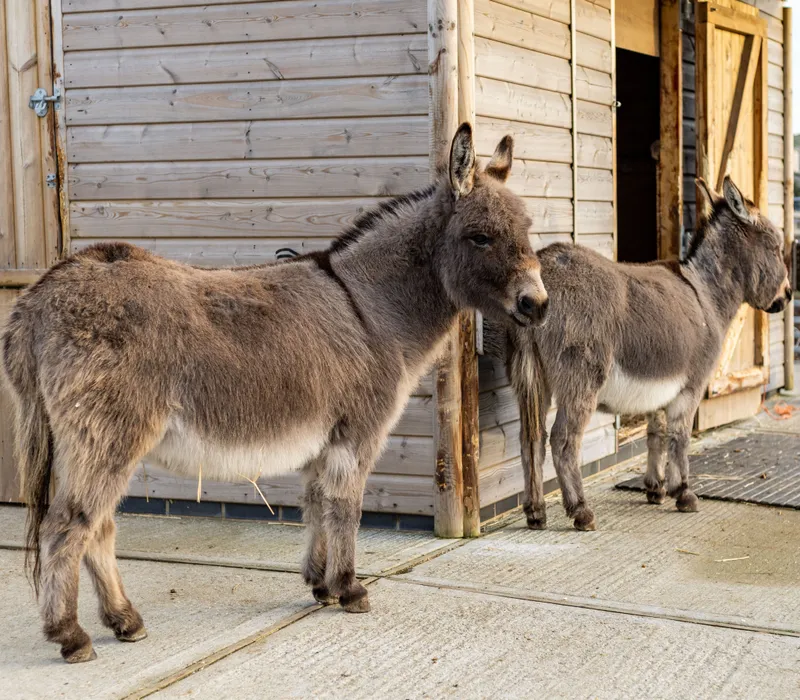 Two donkeys standing outside a wooden stable at a farm park