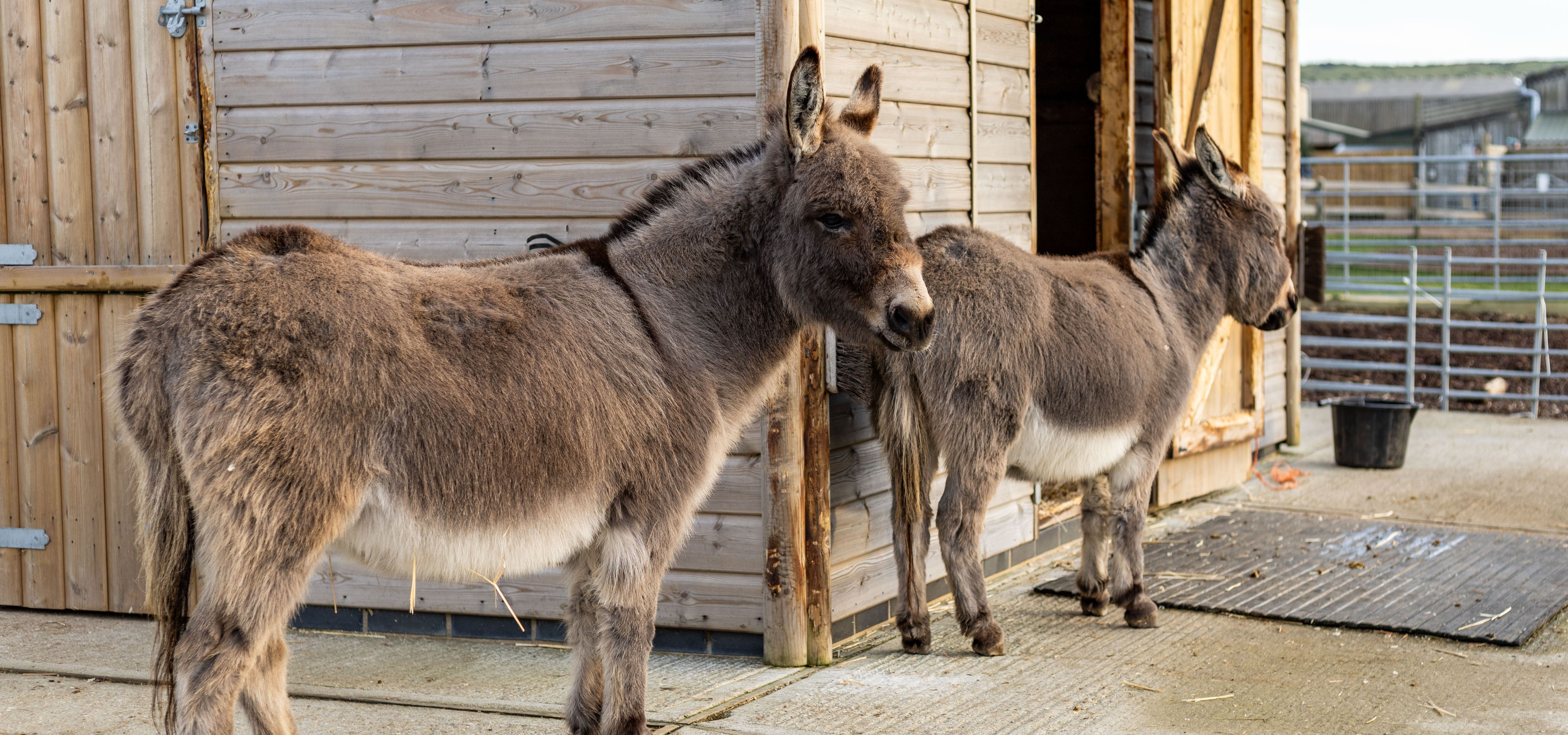 Two donkeys standing outside a wooden stable at a farm park