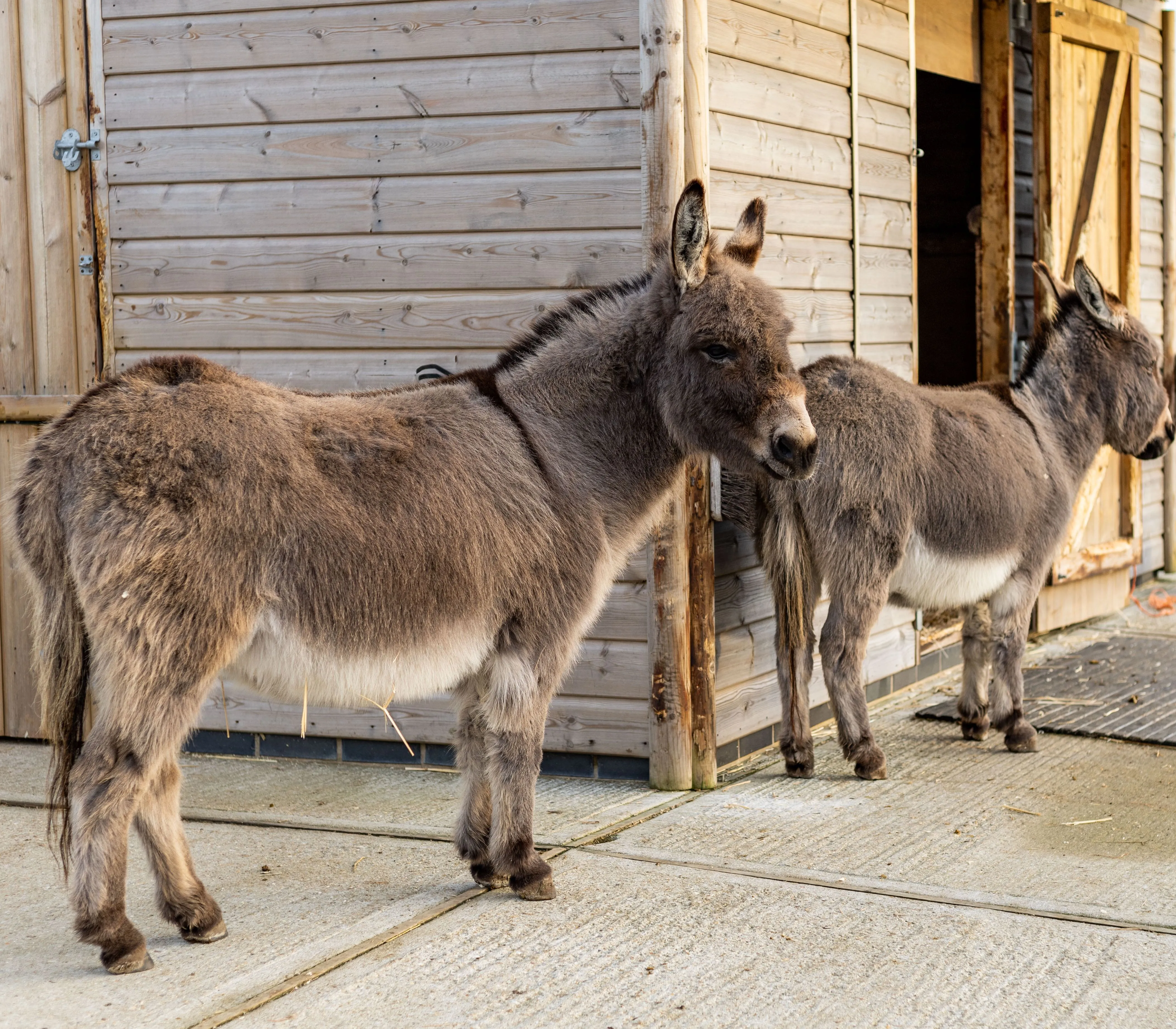 Two donkeys standing outside a wooden stable at a farm park