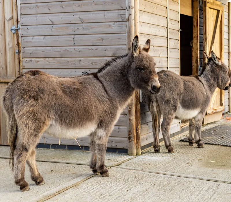 Two donkeys standing outside a wooden stable at a farm park