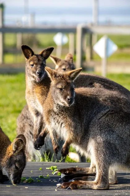 Tapnell-Farm-Park_Isle-of-Wight-Wallabies