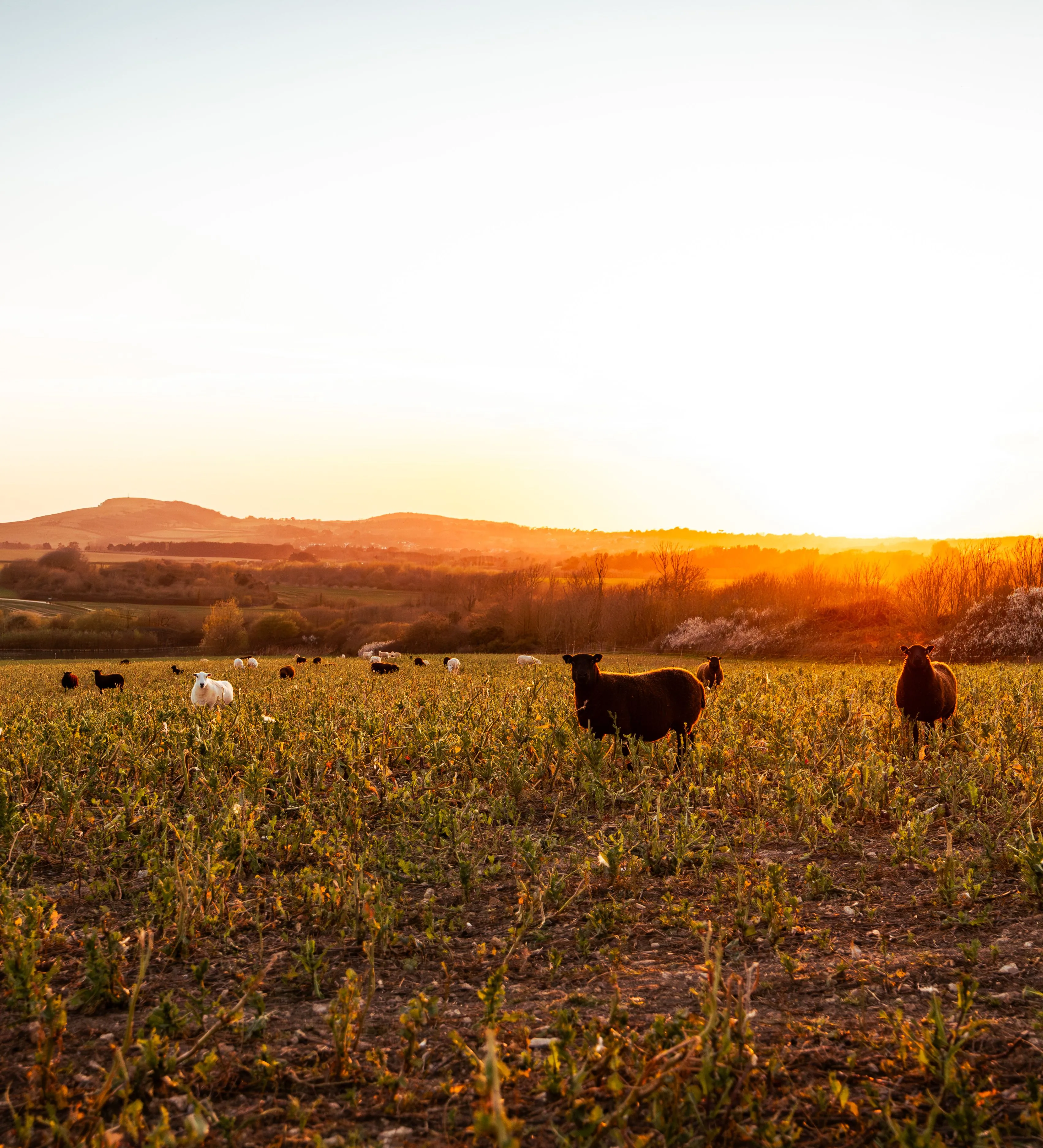 Farm Feel (46)