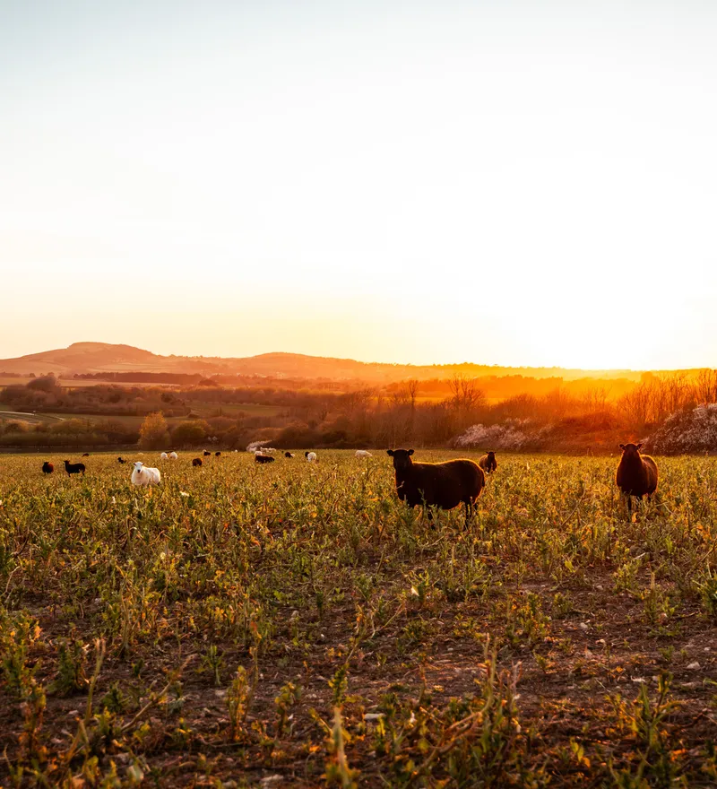 Farm Feel (46)