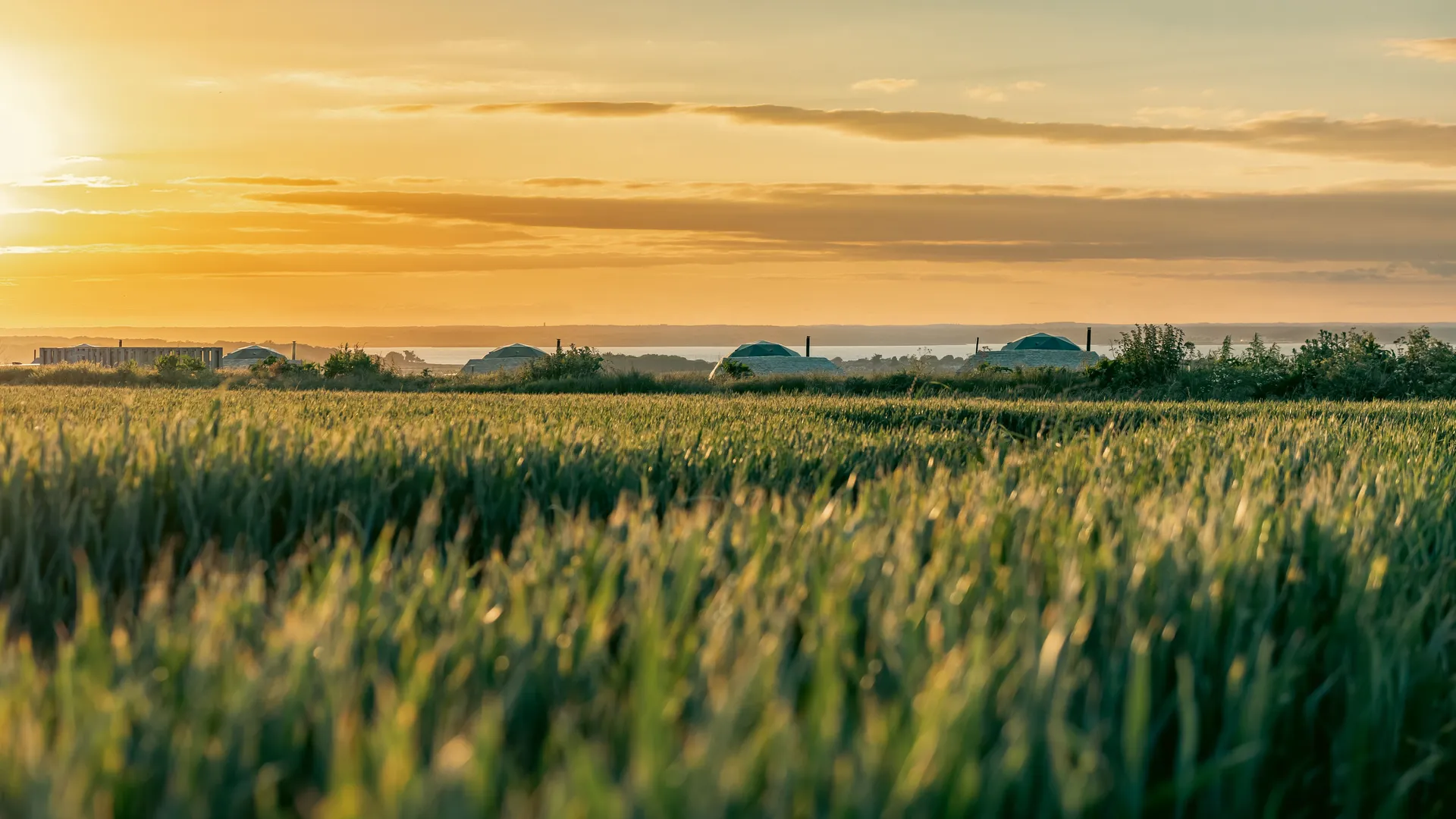 Golden sunset over a grassy field with domed huts on the horizon
