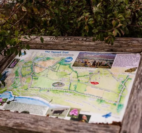 Wooden trail information board showing a map of the Tapnell Trail surrounded by greenery