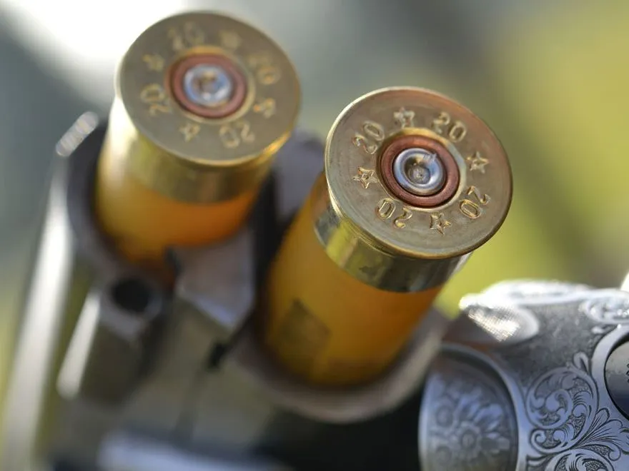 Close-up of two 20-gauge shotgun cartridges in a break-action shotgun
