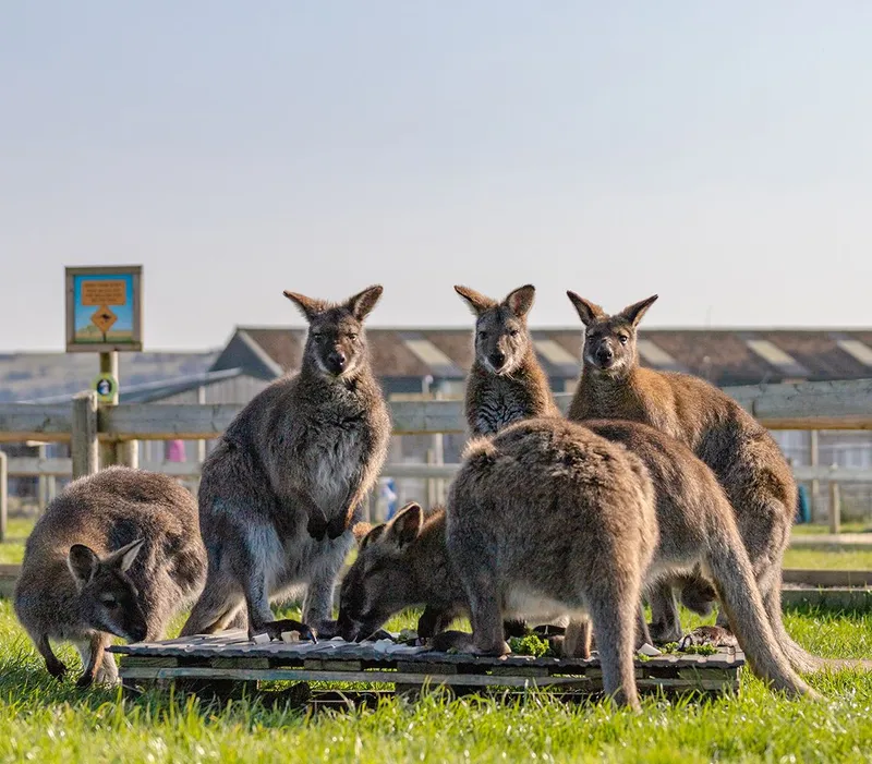 Group of wallabies gathered around a feeding platform in a fenced grassy paddock