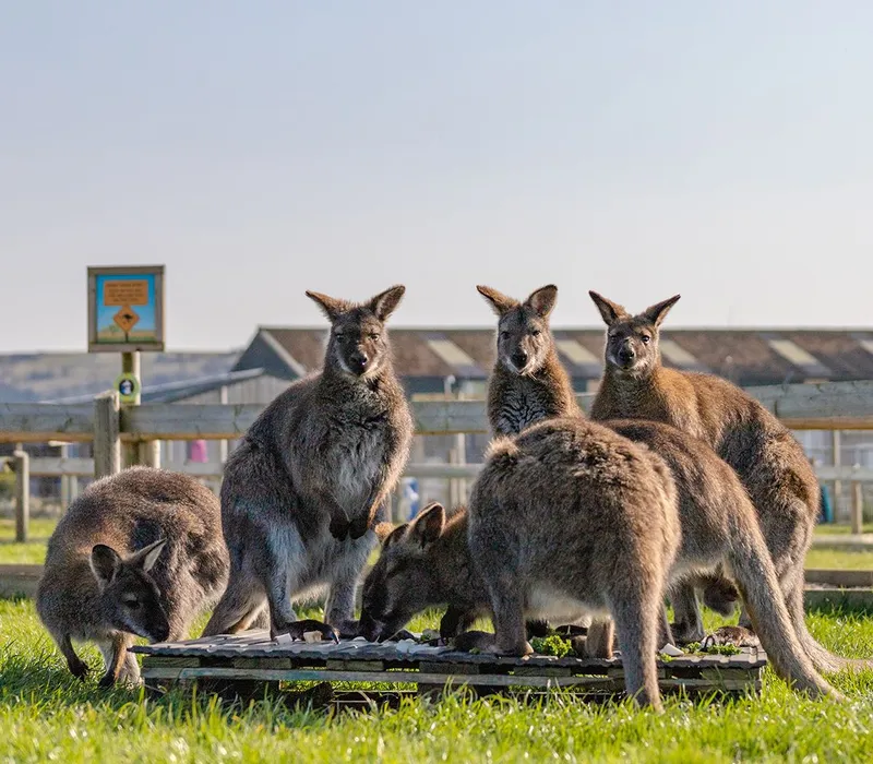 Group of wallabies gathered around a feeding platform in a fenced grassy paddock