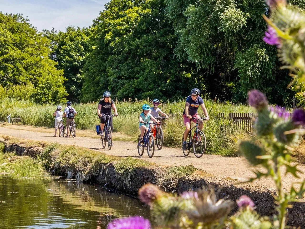 Family cycling along a sunny canal towpath with purple thistles in the foreground