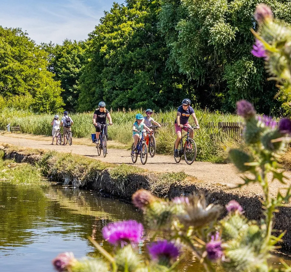 Family cycling along a sunny canal towpath with purple thistles in the foreground