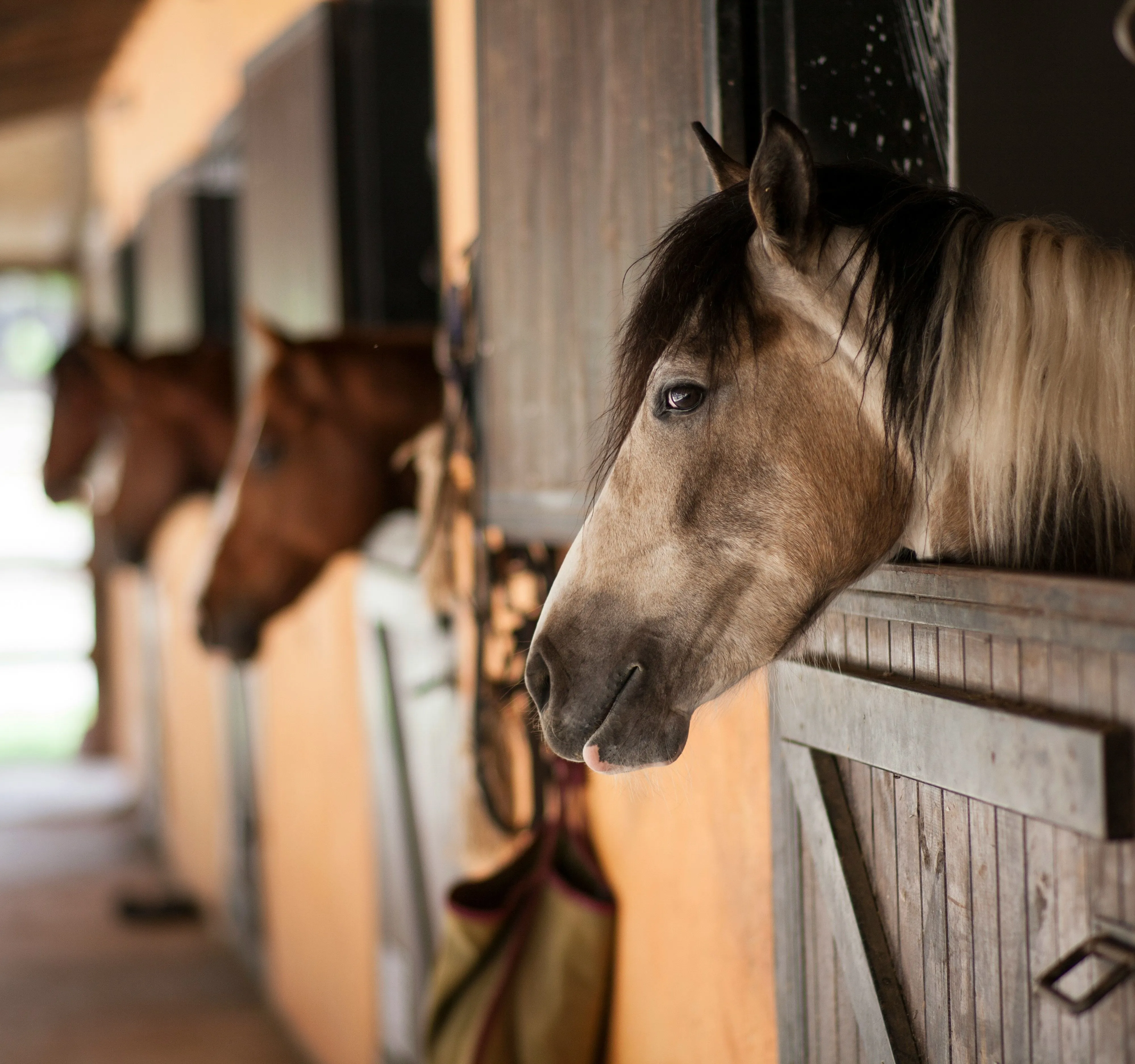Horse with a light-coloured mane looking out of a stable door