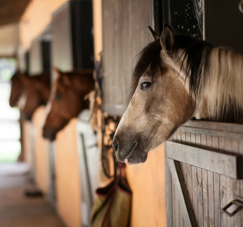Horse with a light-coloured mane looking out of a stable door