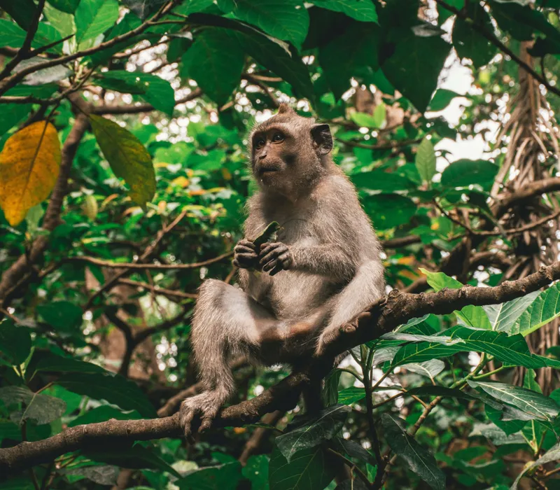 Macaque monkey sitting on a tree branch in a lush green forest