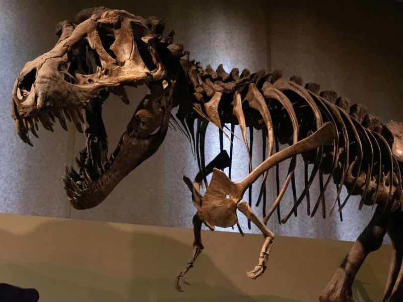 Tyrannosaurus rex skeleton on display in a museum