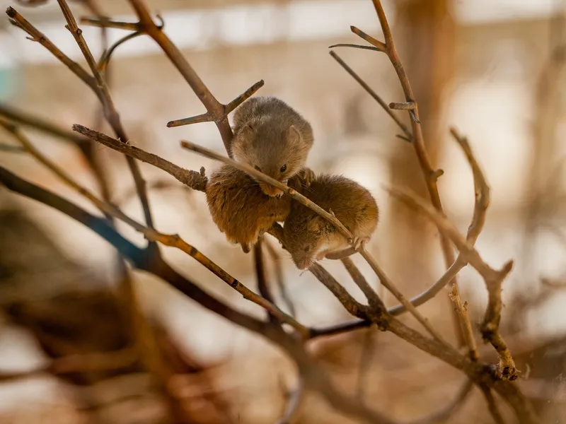 Two small mice perched on bare twigs, huddled together