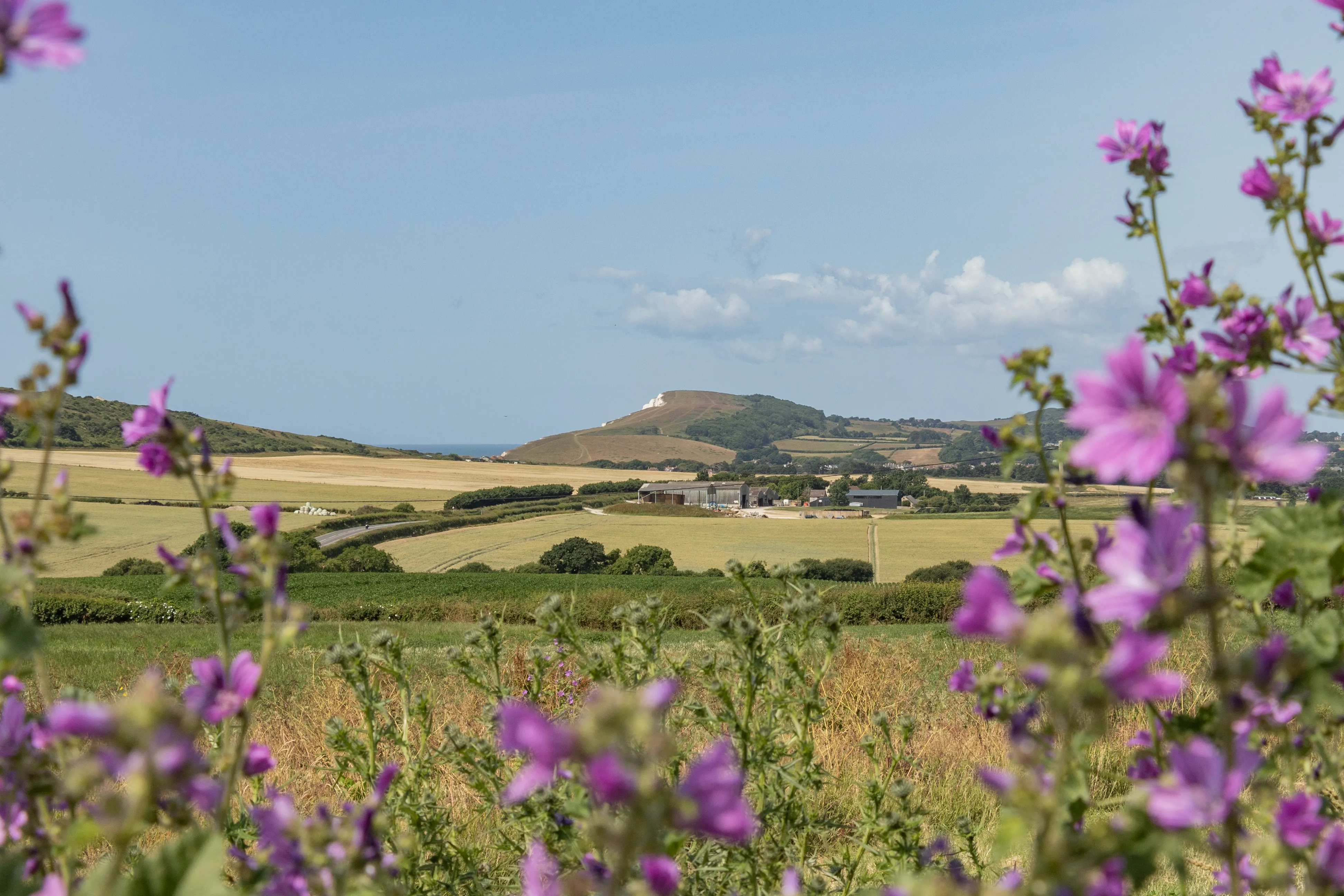 Countryside view across patchwork fields towards a hill, framed by purple wildflowers