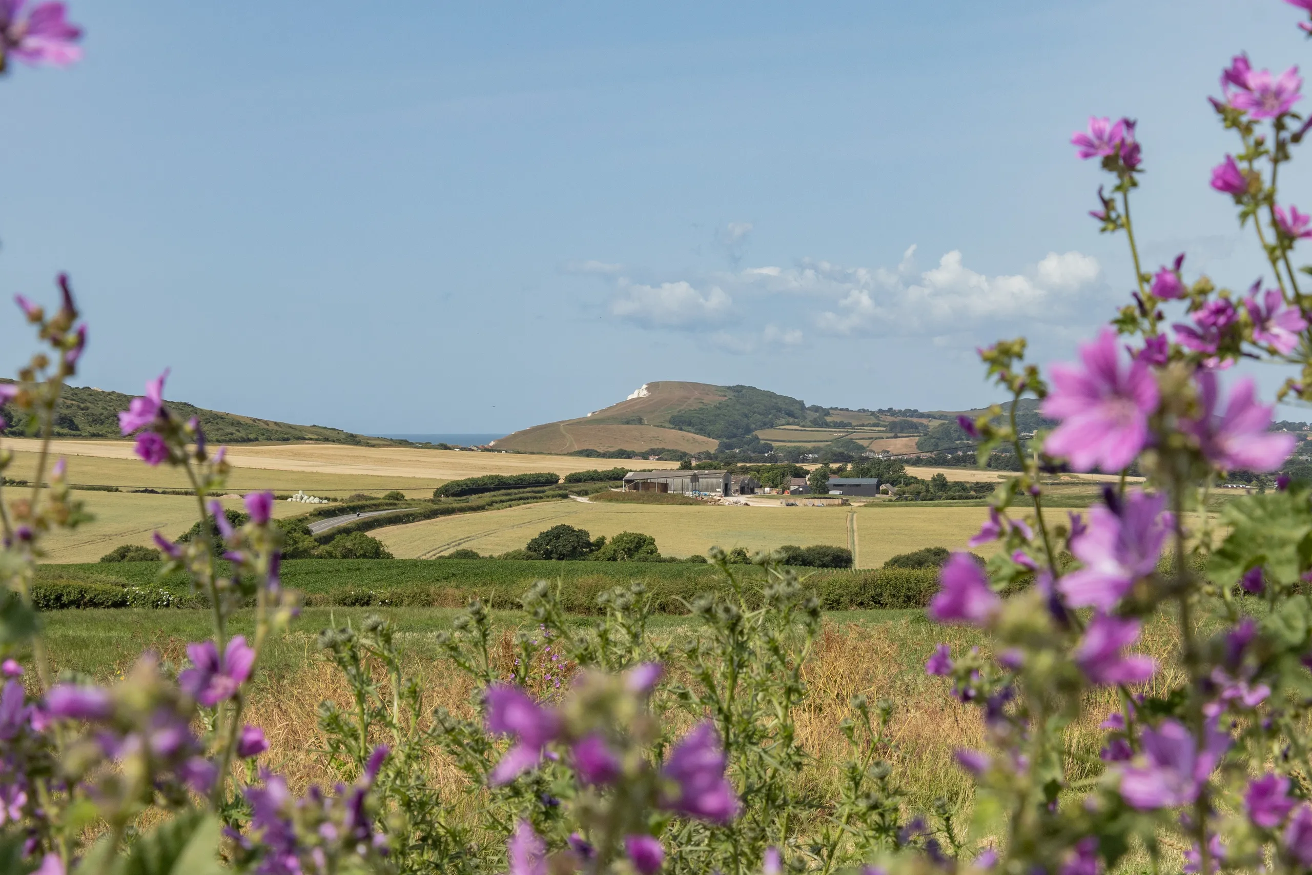 Countryside view across patchwork fields towards a hill, framed by purple wildflowers