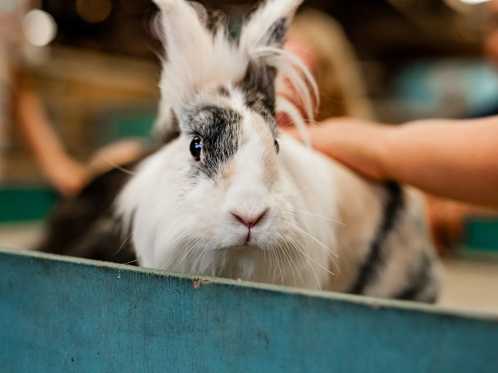Close-up of a fluffy white and grey rabbit being gently stroked