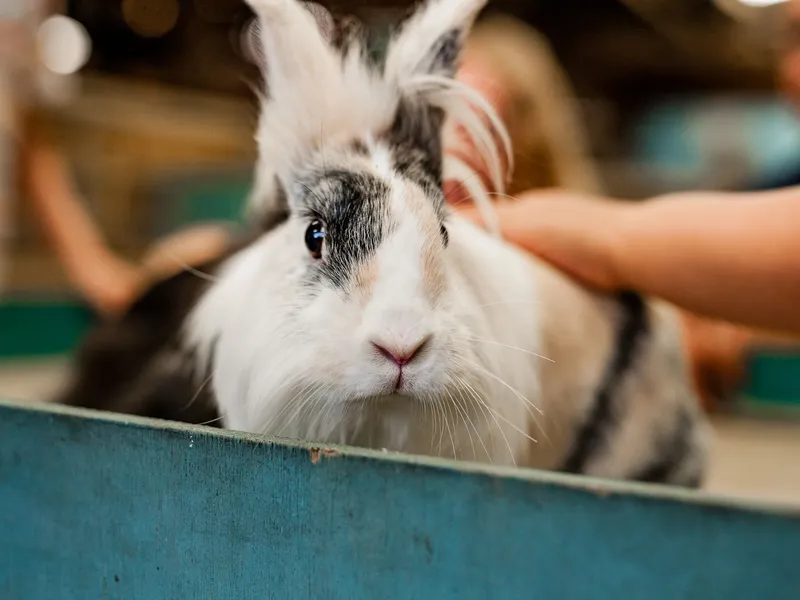 Close-up of a fluffy white and grey rabbit being gently stroked