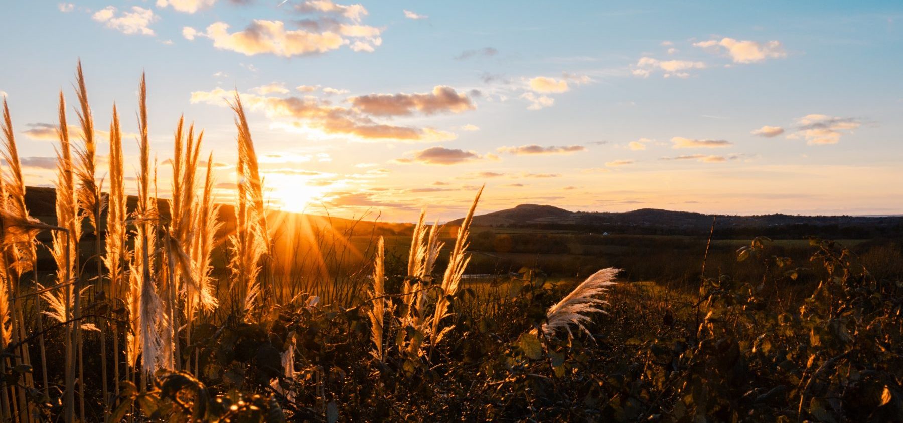 Sunset over countryside with tall grasses in the foreground