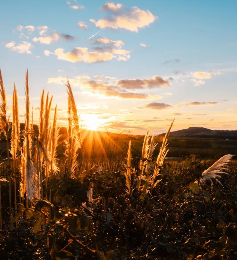 Sunset over countryside with tall grasses in the foreground