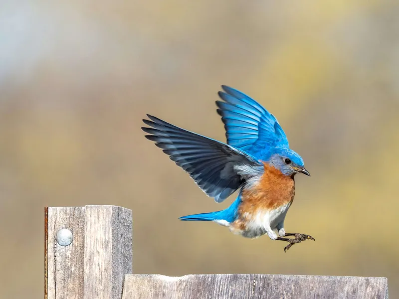 Bluebird taking off from a wooden fence post with wings spread