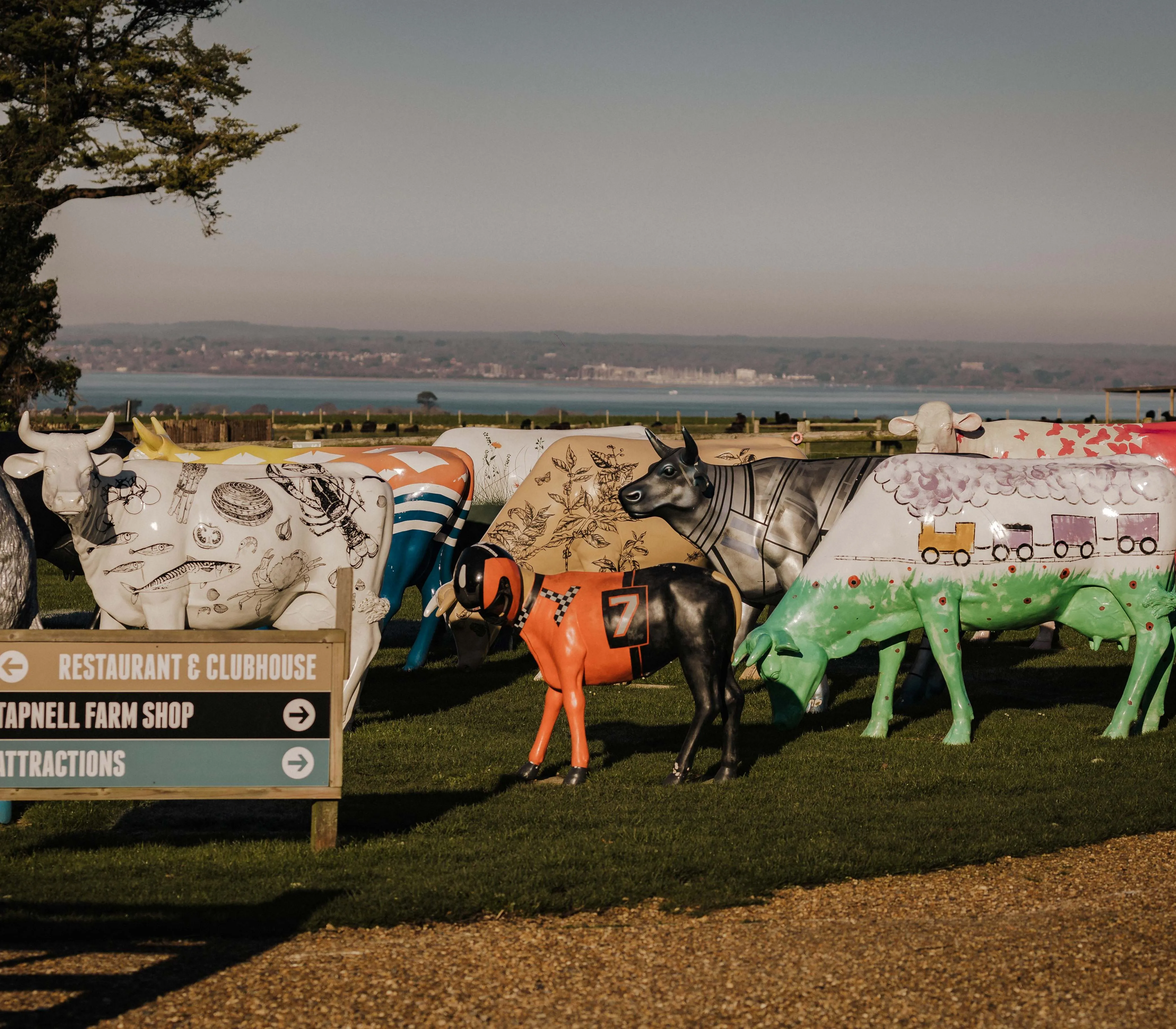 Colourfully painted cow sculptures on a grassy field beside a sign for a restaurant, farm shop and attractions, with a coastline in the distance.