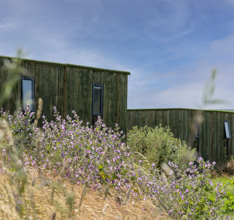 Wood-clad container cabin with tall windows behind purple wildflowers under a blue sky