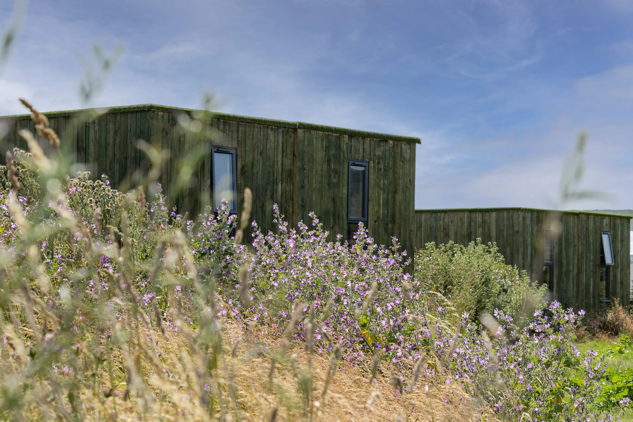 Wood-clad container cabin with tall windows behind purple wildflowers under a blue sky