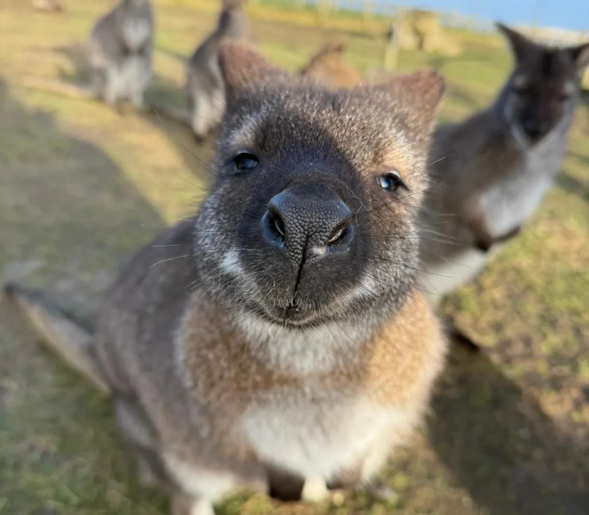 Close-up of a kangaroo looking into the camera in a grassy field