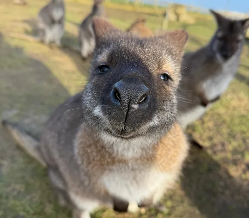 Close-up of a kangaroo looking into the camera in a grassy field