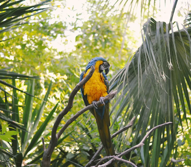 Blue-and-yellow macaw perched on a branch among tropical palm leaves