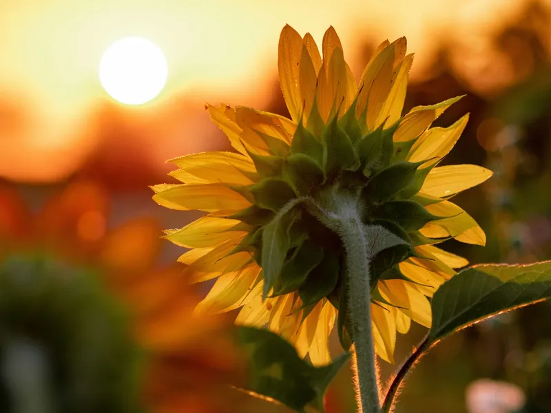 Backlit sunflower at sunset with the sun low in the sky