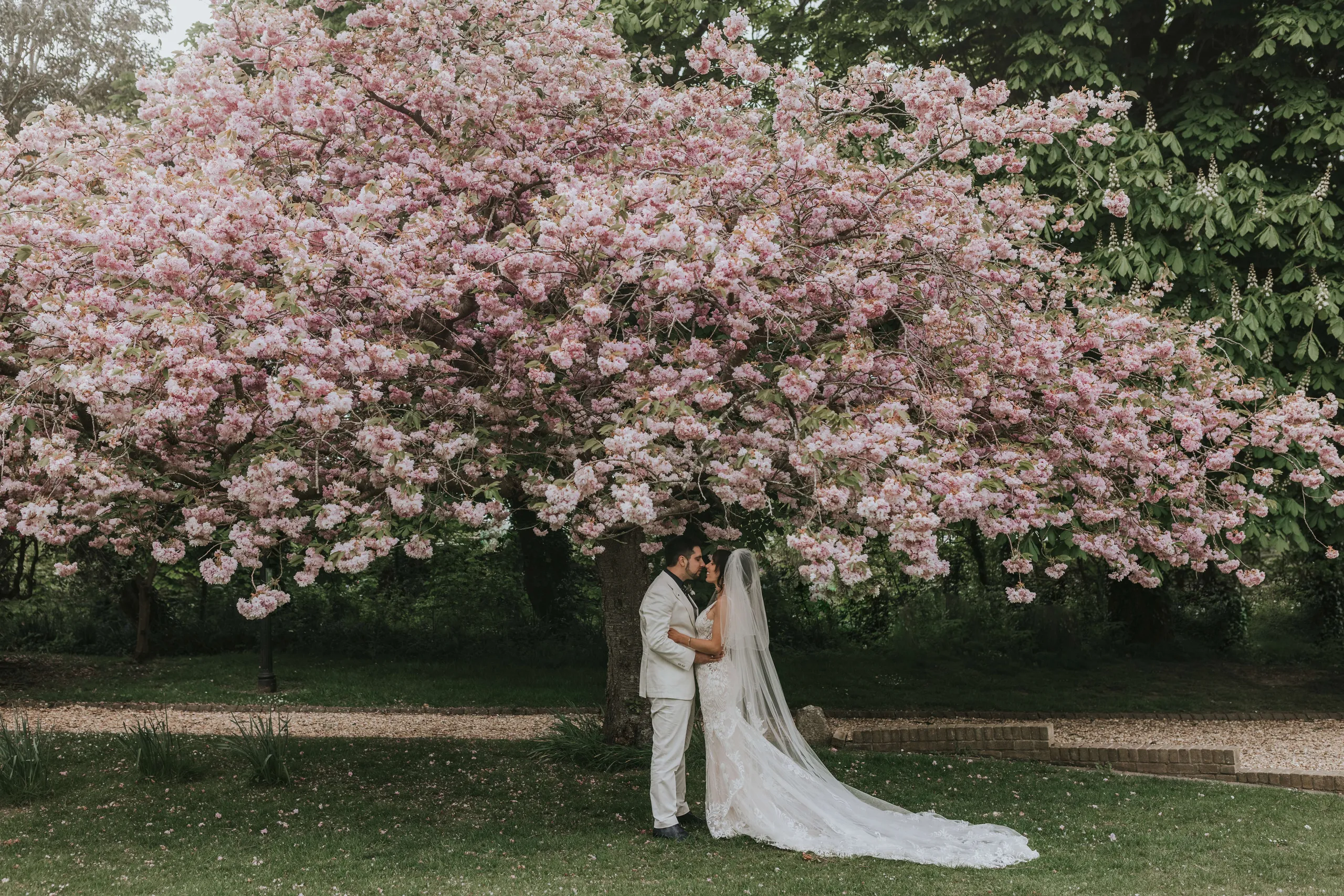 Bride and groom embracing beneath a large pink blossom tree in a garden
