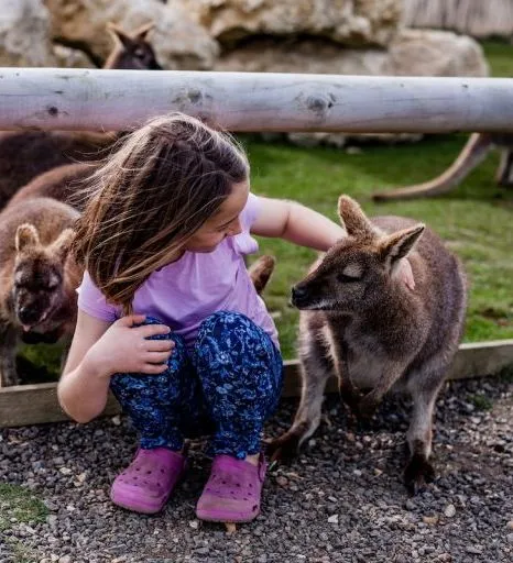 A young girl crouching and petting a wallaby inside an animal enclosure, surrounded by several other wallabies and a white goat.